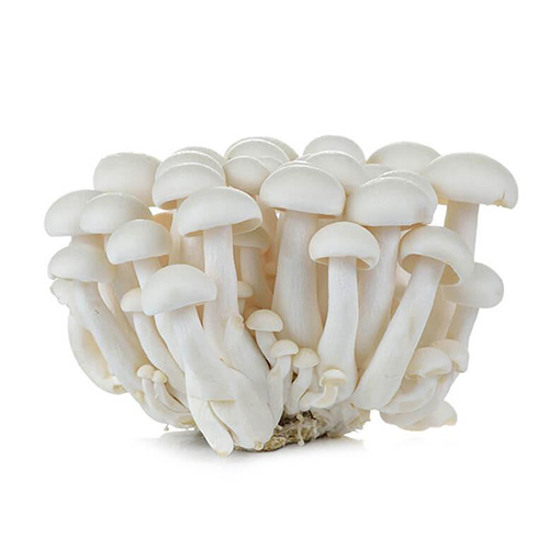 White Mushroom