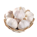 Garlic [Egypt]