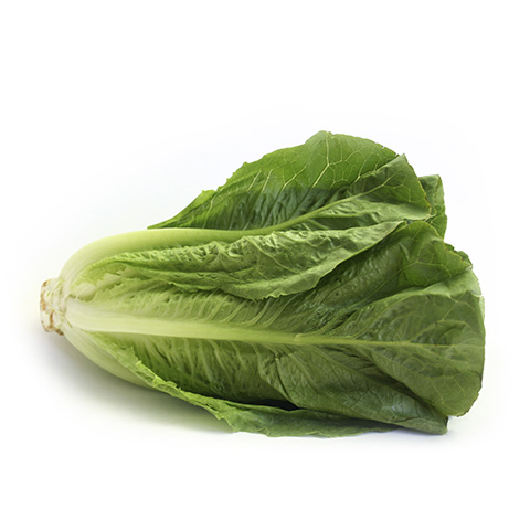 Romaine Lettuce [Jordan]