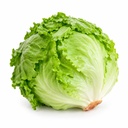 Iceberg Lettuce (Round) [Jordan]