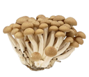 Mushroom Shimeji (Brown) [China]