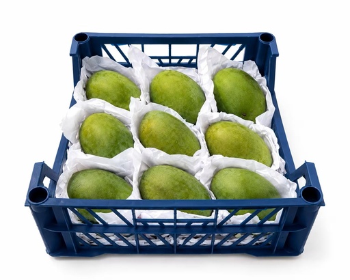 Mango Timur [Egypt]